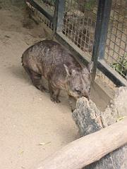 136 Cairns Tropical Zoo
